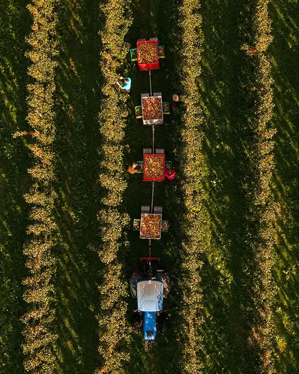 OmCider orchard